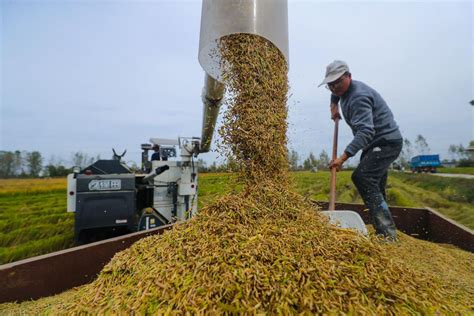 光山统战：有机水稻受青睐 台胞企业丰收忙