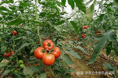 番茄如何快速膨大？番茄用什么化肥好？番茄增甜增大防裂肥料用“金泰靓” - 知乎