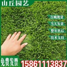 人工草坪价格景观装饰草皮绿化用假草坪|价格|厂家|多少钱-全球塑胶网