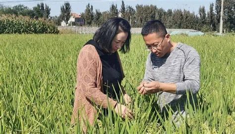 山东潍坊坊子区：创新农业发展路径助推乡村振兴 - 新华网客户端