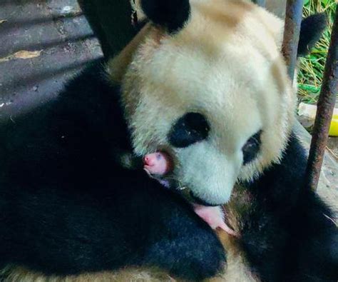 重庆动物园大熊猫产下双胞胎幼仔 - 重庆日报网