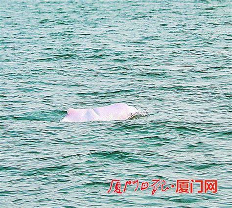 很给面子！专家来考察，厦门白海豚结伴“迎宾”_手机新浪网