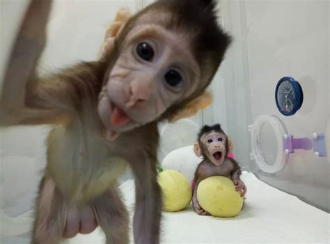 猴子智力相当于人几岁?揭秘猴子的十大聪明之处_搜狗指南