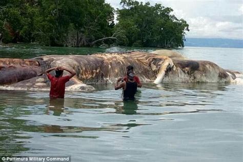印尼海滩现15米长神秘海洋生物-凤凰新闻