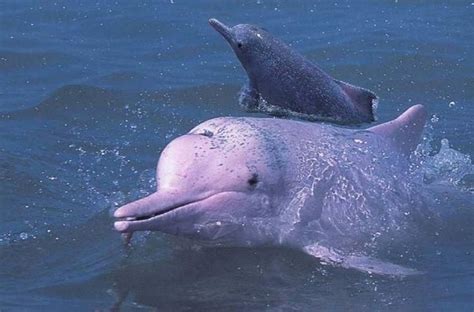 珠江口中华白海豚国家级自然保护区_360百科