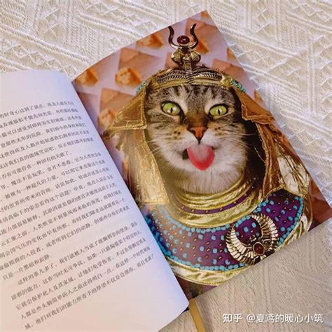 猫猫也有它们的历史哦，一起来看看吧！ - 知乎