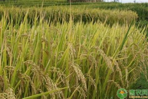 中国最高产水稻品种和最好吃的水稻品种是什么? - 惠农网