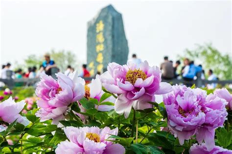 牡丹文化节期间，持洛阳旅游年票可免费游玩四大牡丹园 - 洛阳牡丹文化节