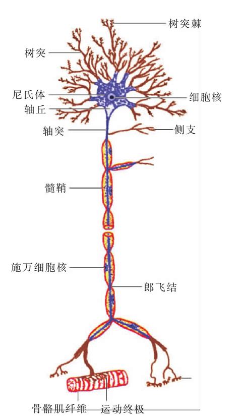 神经系统结构图图片