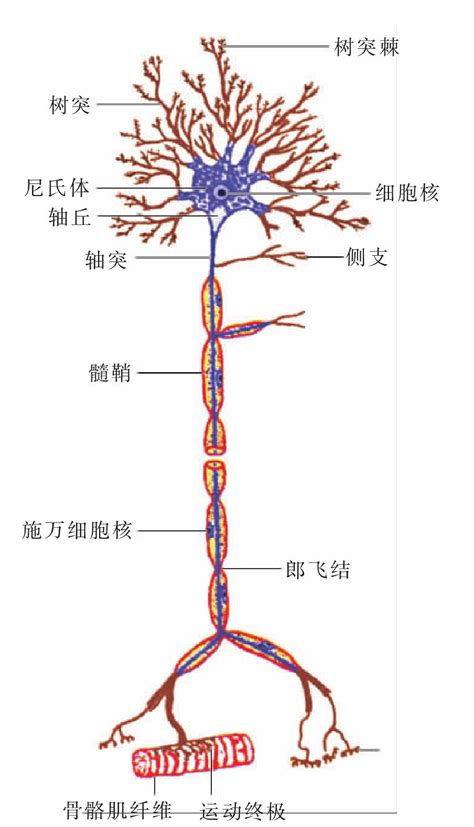 大脑结构神经元示意图PNG图片素材下载_图片编号qzgewapy-免抠素材网