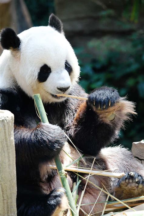 动物园的大熊猫图片-吃竹子的大熊猫特写素材-高清图片-摄影照片-寻图免费打包下载