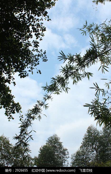 树枝分支天篷生长树木季节风景森林季节性绿色公园天空高清图片下载-正版图片320775611-摄图网
