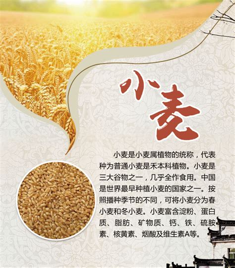 水稻农作物高清图片下载-正版图片501034592-摄图网