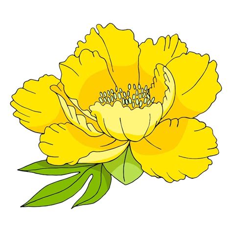 Premium Vector | Vector illustration of yellow peony flower with leaves