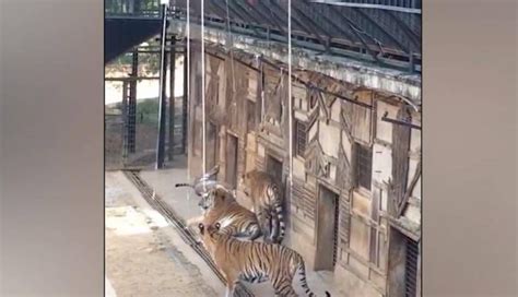 安徽一动物饲养员遭老虎袭击身亡 动物园已停业_手机新浪网