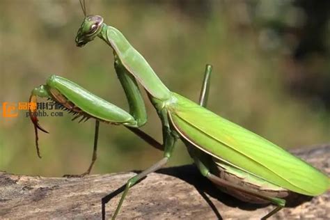 世界上最大最凶的螳螂，金属螳螂天性凶猛(2)_巴拉排行榜