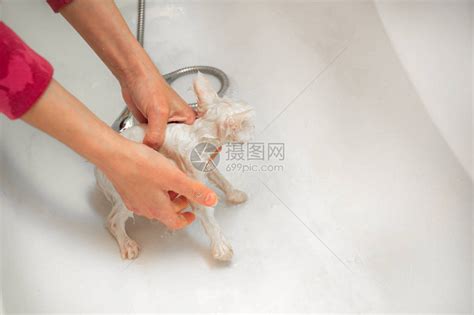 一个女人在水下浴缸里给一只白猫洗澡宠物高清图片下载-正版图片506226760-摄图网