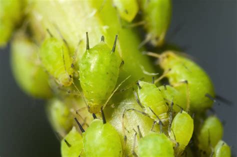 芽虫药蚜虫飞虱一滴净虫剂套餐治的专用蔬菜月季杀去除多肉红蜘蛛-淘宝网
