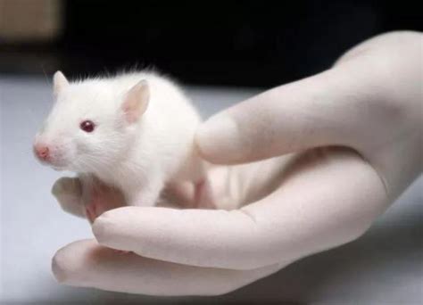 Cell:CRISPR技术加快转基因小鼠模型构建 分析测试百科网wiki版