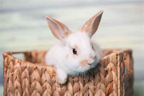 兔子可以喝牛奶吗用什么给它喝（养兔课堂：纯牛奶能喂刚出生的兔子吗） | 说明书网