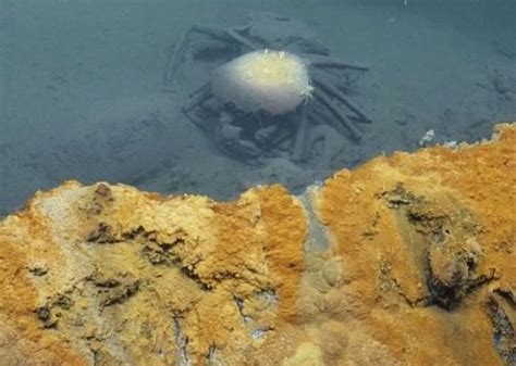 墨西哥湾海底“死亡之湖” 误闯禁区生物遭秒杀 - 神秘的地球 科学|自然|地理|探索