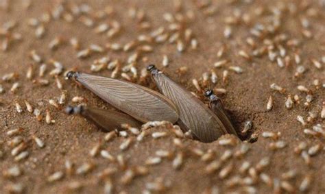 珠海白蚁防治公司与珠海市民分享如何发现白蚁危害