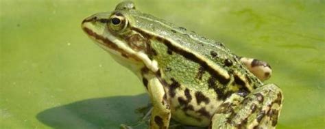 大青蛙的特点有哪些 - 业百科
