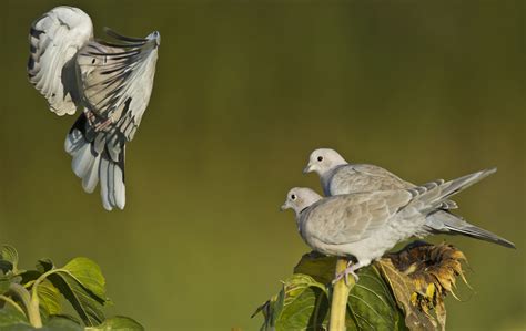 灰斑鸠-兰州鸟类-图片