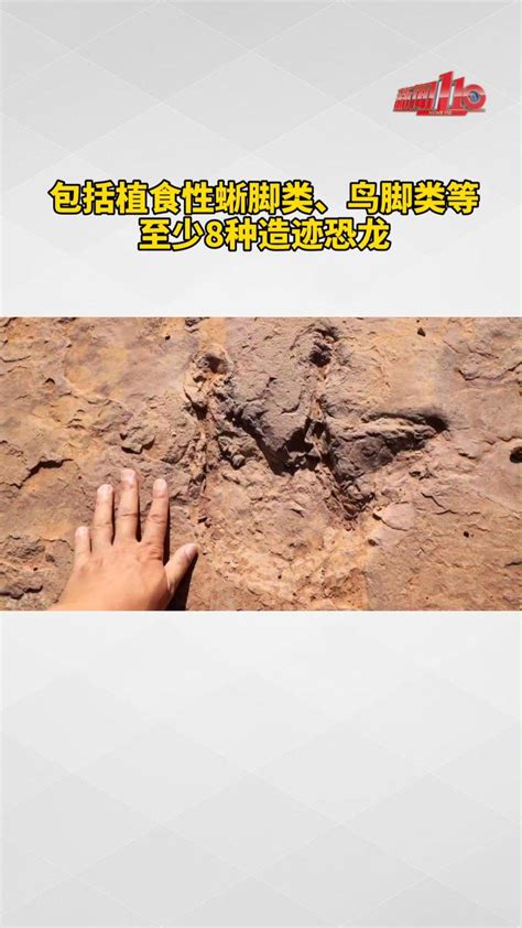 河北宣化发现国内面积最大数量最多的恐龙足迹-齐鲁晚报·齐鲁壹点