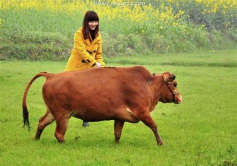 女人梦见牛是什么意思预兆 - 原版周公解梦大全