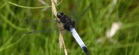 人们通常会借助哪种昆虫对湿地水质进行监测？蜻蜓还是瓢虫-闽南网