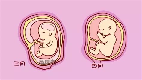 怀胎十月，宝宝成长发育及注意事项，准爸准妈收藏备用 - 知乎