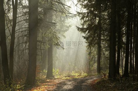迷雾的森林高清图片下载-正版图片600167264-摄图网