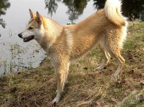 West Siberian Laika Dog Breed Information, Images, Characteristics, Health