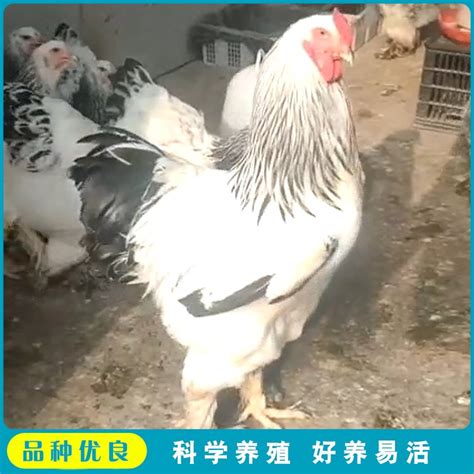 婆罗门鸡养殖 出售大红袍梵天鸡 散养杂交观赏 养殖简单
