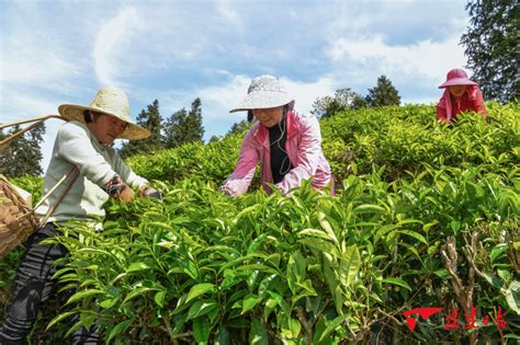 贵州丹寨：茶旅融合焕发传统茶园新活力 - 当代先锋网 - 要闻