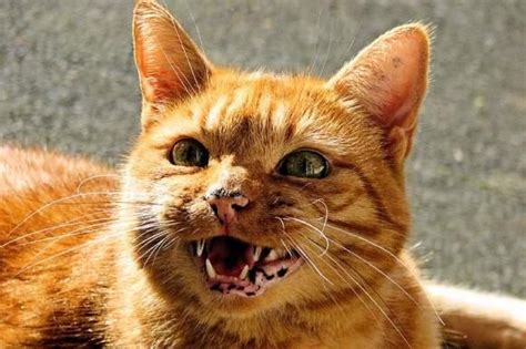 猫言猫语：猫咪不同类型的叫声分别有什么含义？ - 知乎