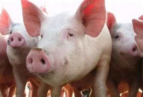 9月13日猪价：猪价涨势压不住！第二轮储备肉已在路上，养殖户需高度警惕… - 猪好多网
