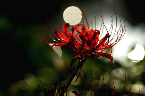 传说中的彼岸花，在西安大兴善寺盛开。红色的彼岸花又称曼珠沙华