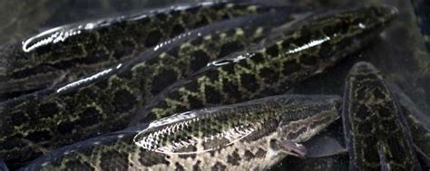 黑鱼养殖条件和要求 - 百科 - 酷钓鱼