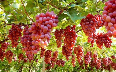 葡萄栽多深合适？葡萄种植管理方法-种植技术-中国花木网