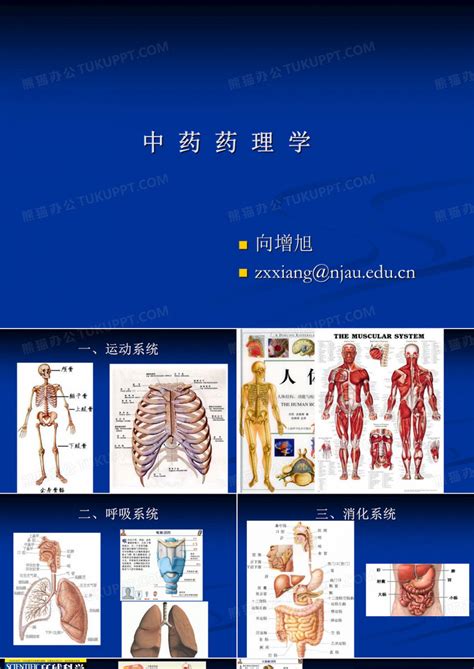 人体组织图图片