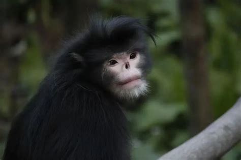 金丝猴，种类一般有6种，看着很可爱