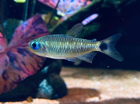刚果美人 - 小型鱼类 - CTA南美水族