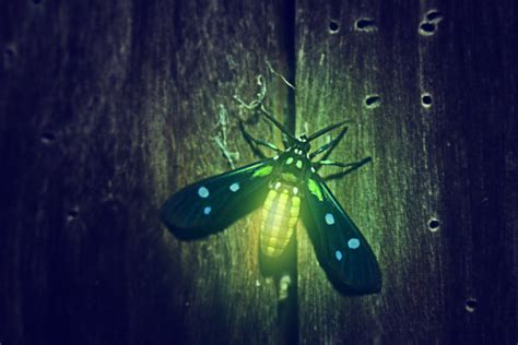 如何拍出一张梦幻的萤火虫照片？|萤火虫|拍摄|梦幻_新浪新闻