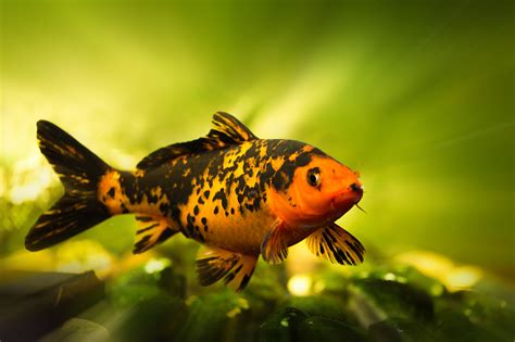 这4种观赏鱼繁殖力强，几乎每个月都会生小鱼…_米奇
