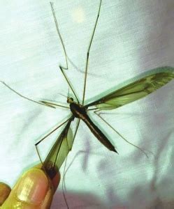 成都或发现世界上最大蚊子 相当于普通蚊子的10倍_四川在线