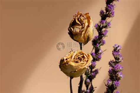 干枯的玫瑰花图片