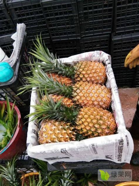2020年中国菠萝产业市场发展现状及未来发展方向分析[图] 导读： 菠萝属凤梨科，又称凤梨、番梨和黄梨等，是世界热区重要的水果之一。全球菠萝 ...