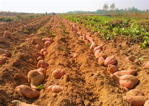 红薯苗从插扦到摘收多少时间-农百科